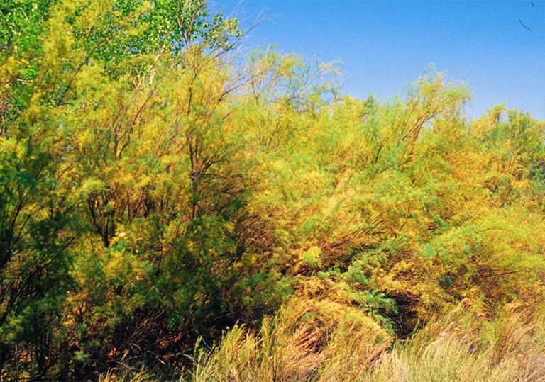 Saltcedar柳-一種常見入侵性非本地樹對(duì)西部水生環(huán)境的威脅巨大
