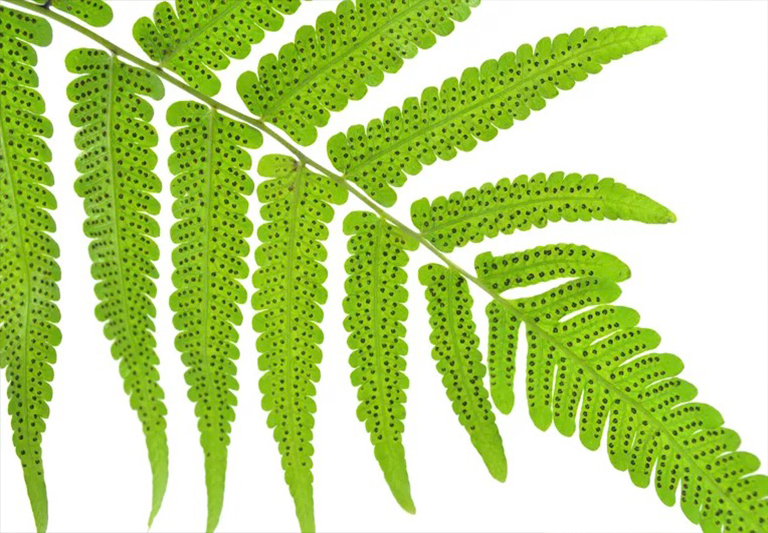 蕨類植物的生命周期-蕨類繁殖的原理