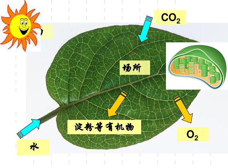 植物光合作用詞匯術語和定義-光合作用詞匯表以供查看或抽認
