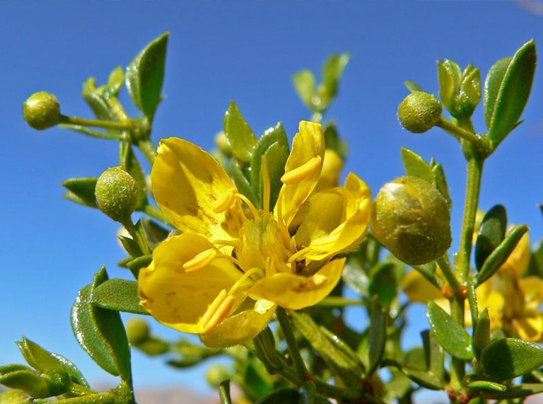 沙漠植物百科全書(shū)-沙漠三齒拉雷亞灌木