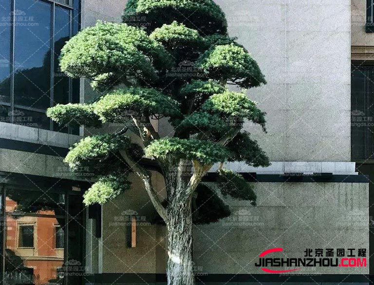 仿真樹這是訪問巴黎并了解室內(nèi)設計界新趨勢的好時機