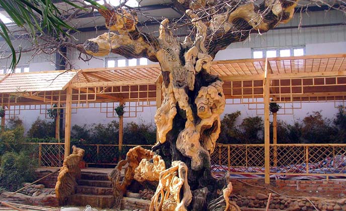 仿真樹圖片