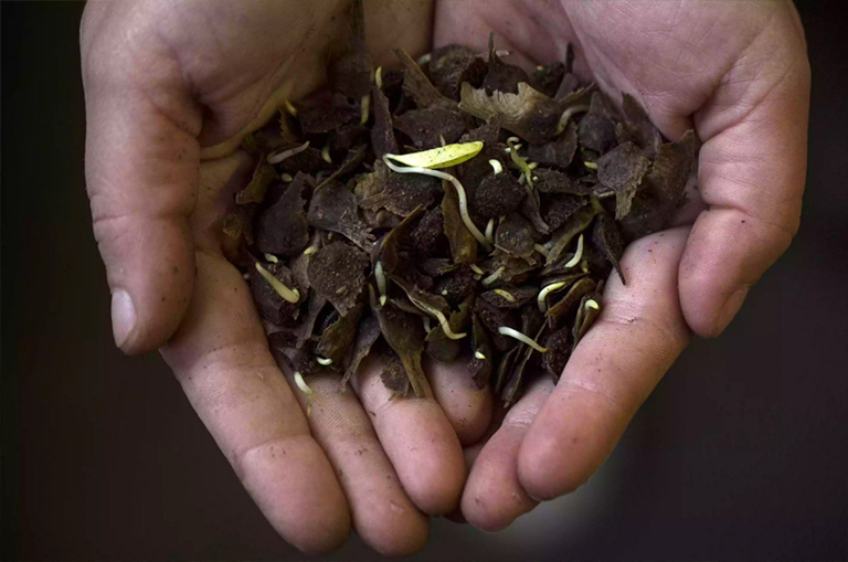 在某人手中發芽樹種子