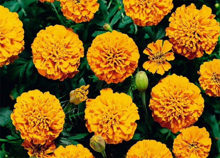 萬壽菊