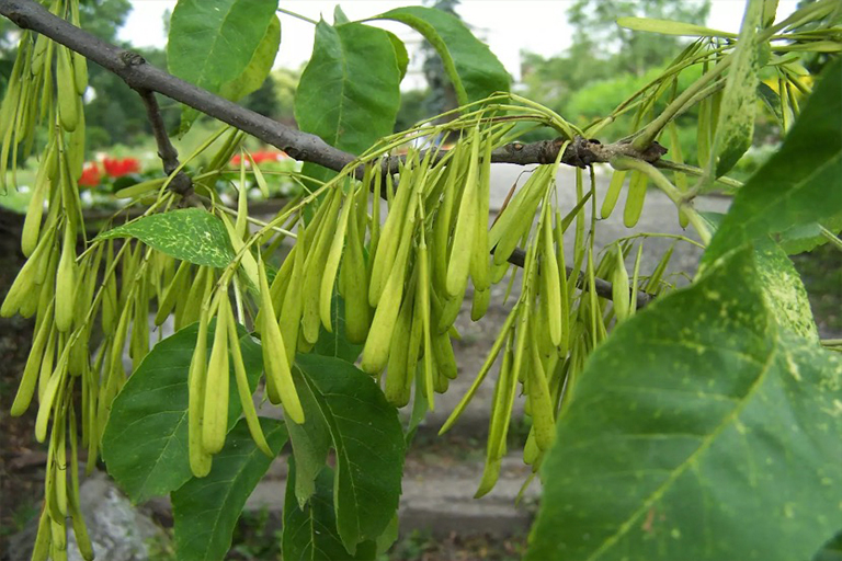 綠灰樹(shù)上的葉子和果實(shí)