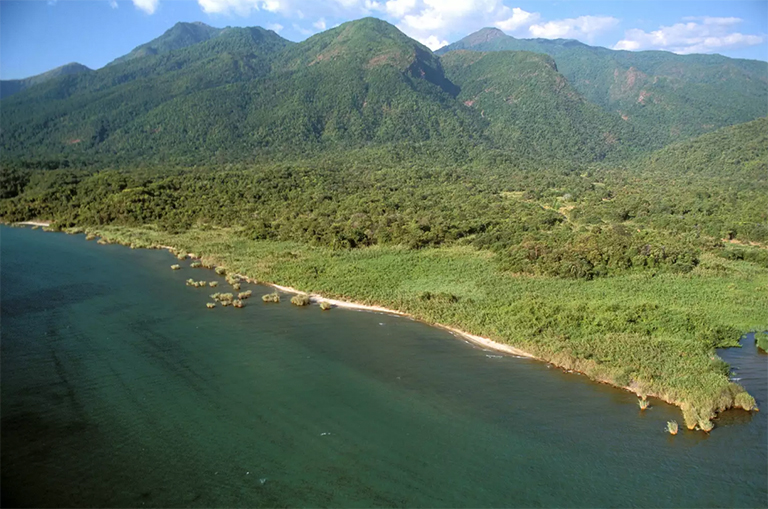 混交林，黑猩猩棲息地。 東岸，坦any尼喀湖，坦桑尼亞馬哈萊山脈國(guó)家公園
