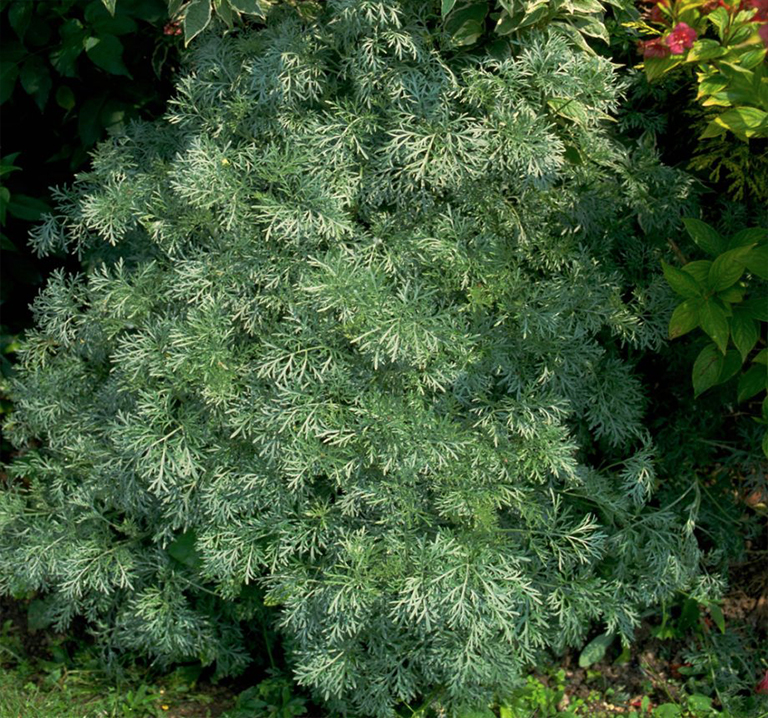 植物