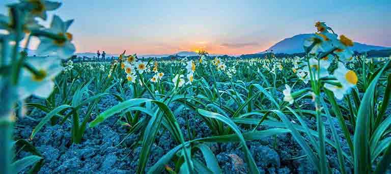 植物.jpg 植物